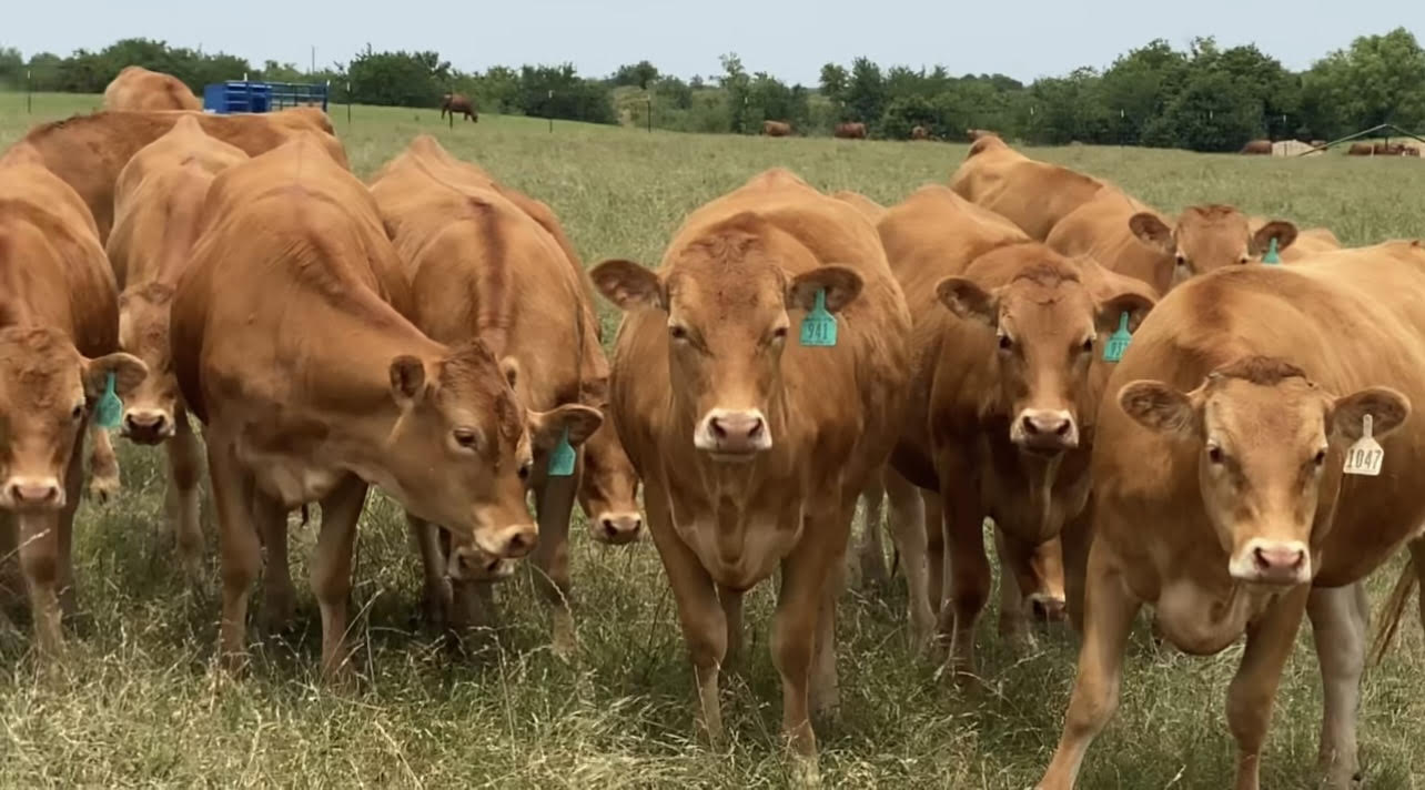 15 Head Registered Akaushi Heifers